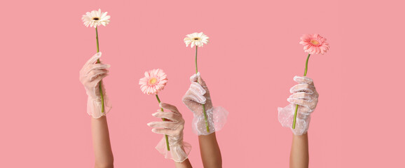 Female hands in laced gloves holding beautiful gerbera flowers on pink background