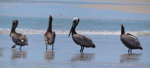 Group of pelicans on ocean background in Atlantic coast of North Florida, panoramic view