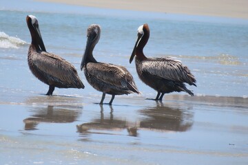 Group of pelicans on ocean background in Atlantic coast of North Florida