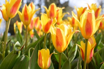 Obraz premium yellow and red tulips