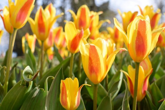 yellow and red tulips