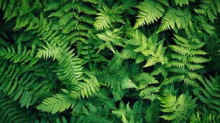 A captivating display of lush green ferns thrives in harmony, showcasing vibrant leaves illuminated by soft, natural sunlight filtering through the trees, creating a peaceful ambiance.