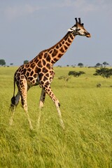giraffe in the wild
