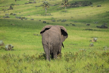 Fototapeta premium elephants in the savannah