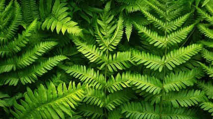 A captivating display of lush green ferns thrives in harmony, showcasing vibrant leaves illuminated by soft, natural sunlight filtering through the trees, creating a peaceful ambiance.