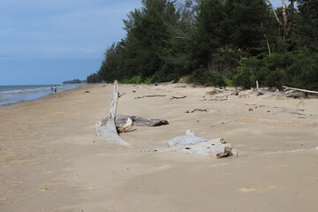 large pieces of driftwood partially buried in soft sand on an endless beach under deep blue skies