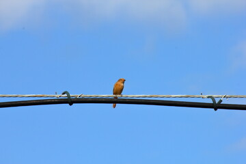 冬の庭に現れたジョウビタキ（Daurian redstart）
