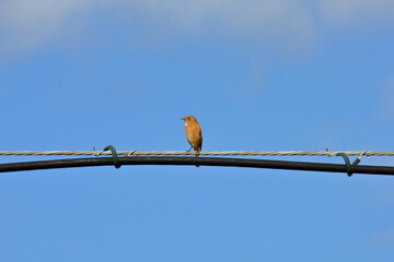 ジョウビタキ（Daurian redstart）の美しい姿