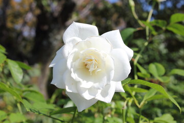 バラ (Rosa 'Iceberg') の純白の花