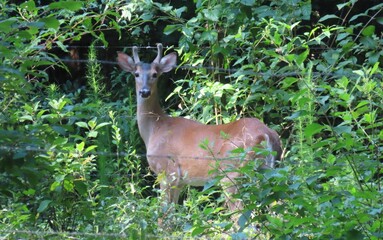 Young roe deer on plant background in Florida wild © natalya2015