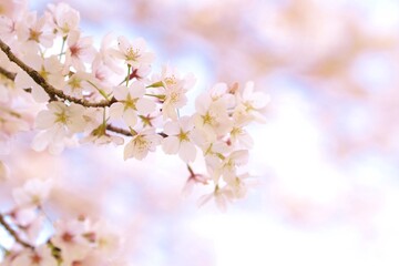 ふんわりとした桜の花