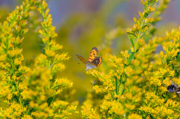 A Bronze Copper Butterfly on Feeds on Canada Goldenrod at Lake Erie Metropark, in Brownstown Charter Township, Michigan.