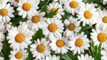 Fototapeta premium Macro of tiny white daisies in the meadow, intricate petal detail, natural outdoor scene