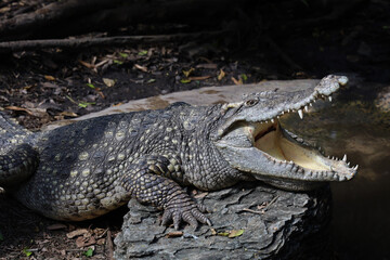 Close up head crocodile is show mouse in thailand. (focus eye)