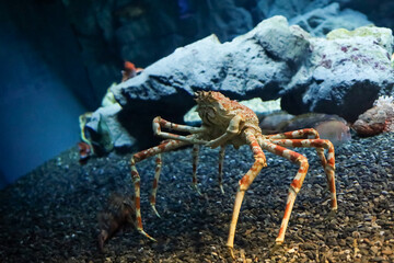 The japan spider king crab or alaska king crab at kaiyukan aquarium , Osaka ,Japan