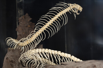 Close up big snake bone on dry stick