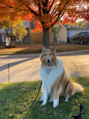 beautiful sable rough collie dog