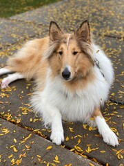 beautiful sable rough collie dog