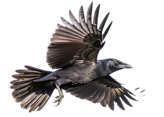 Obraz premium Black crow flying on white background isolated on white background as transparent. PNG. AI GENERATED.