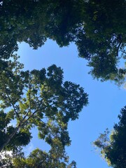trees and sky