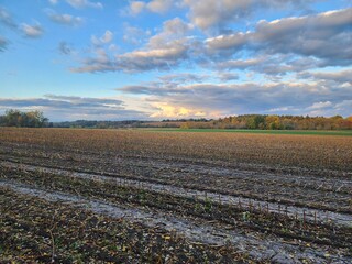 Obraz premium harvested field