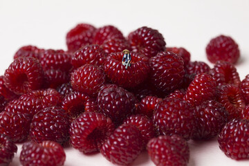 Miniature farmer on raspberry on white background