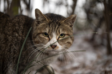 a portrait of stray cat outdoors in the snow in winter