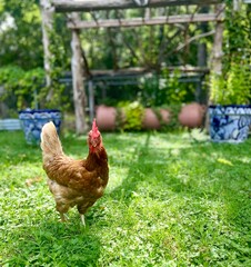 Hen in the garden