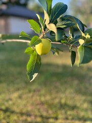 A tree&rsquo;s first apple