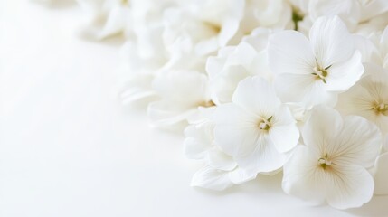 Fototapeta premium Exquisite white flowers on white, minimalist floral photography for serene ambiance and pure elegance