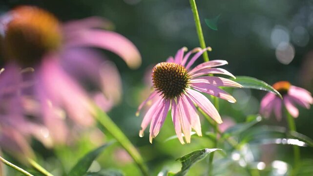 Close-up footage of pink flowers of rudbeckia, commonly known as coneflowers or black eyed susans, in a sunny rainy summer garden. Rudbeckia fulgida or perennial coneflower blossoming outdoors.