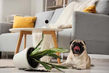 Naughty pug dog with overturned flowerpot under video surveillance at home