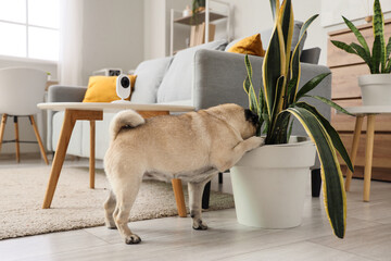 Cute pug dog near plant under video surveillance at home