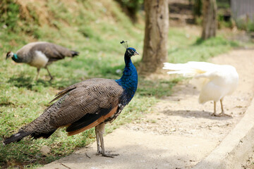 Group of Peahens Walking on Ground While Looking for Food Against Nature Background