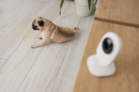Cute pug dog lying on floor under video surveillance in kitchen