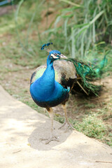 Fototapeta premium High Angle of Indian Peafowl Walking on Ground Against Nature Background