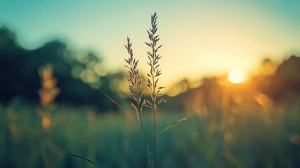 Obraz premium Tranquil nature scene with lush greenery and serene landscape, perfect as a background for inspirational quotes, featuring soft sunlight and peaceful atmosphere in a beautiful outdoor setting 