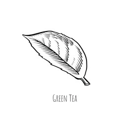 Green tea leaf engraving style drawing. Hand drawn sketch vector illustration. Chinese Green tea, organic drink. Black leaf on white background.