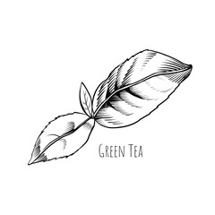 Green tea leaf engraving style drawing. Hand drawn sketch vector illustration. Chinese Green tea, organic drink. Black leaf on white background.
