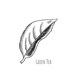 Green tea leaf engraving style drawing. Hand drawn sketch vector illustration. Chinese Green tea, organic drink. Black leaf on white background.