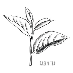 Green tea leaf engraving style drawing. Hand drawn sketch vector illustration. Chinese Green tea, organic drink. Black leaf on white background.