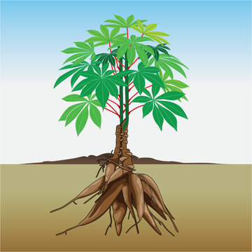 cassava tree on a white background