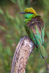 Asian Green Bee-eater on a branch