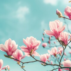 Obraz premium Magnolia tree with pink flowers on blue sky background. Spring time.