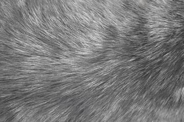 Fur dog light black texture or dark grey animal hair natural background