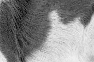 Fur dog black and white texture or animal hair with soft smooth patterns on background