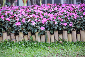 Impatiens walleriana pink flowers field bloom growing with small baboo wood fence and green grass garden background ( Busy Lizzie patience Plantor Sultana )