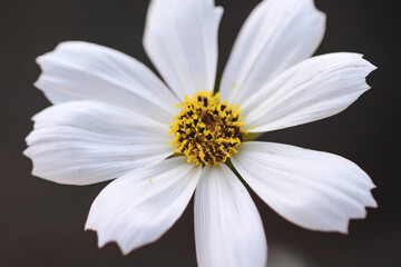 Obraz premium White mexican aster flower blooming or cosmos petal with yellow pollen pattern isolated on black background
