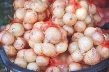Many yellow onion bulb harvest from organic farm vegetables or allium cepa linn on basket for sale in local Thailand market