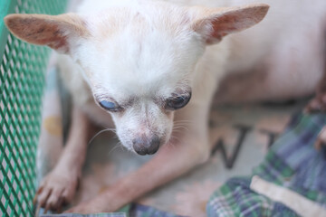 Top view old white chihuahua dog sitting on green basket , animal pet background